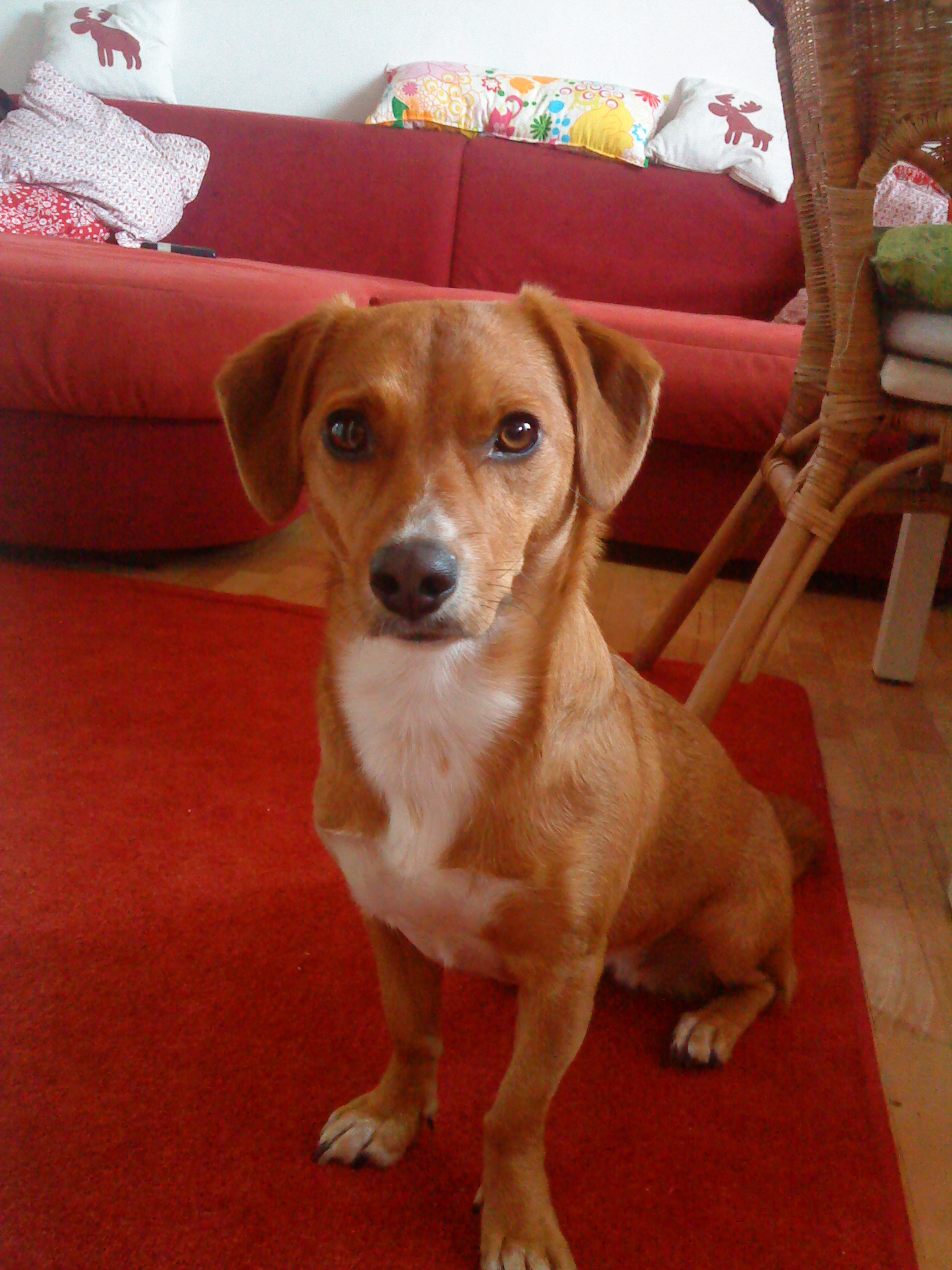 Lucy (Dackel, Jack Russell Terrier) Dackel Jack Russell Terrier 